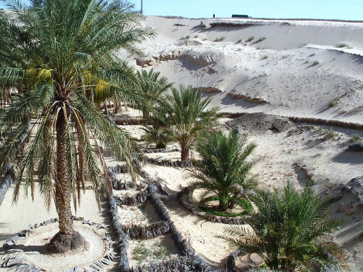 El Oued Oasis - Image 1