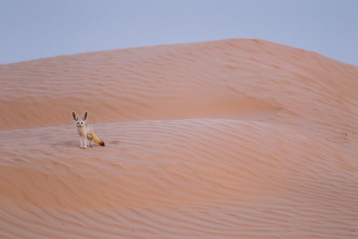 Grand Erg Occidental Desert Safari - Image 2